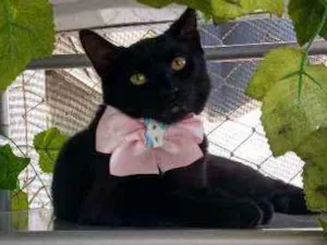 Gato raça Não tem raça idade 7 a 11 meses nome Lola