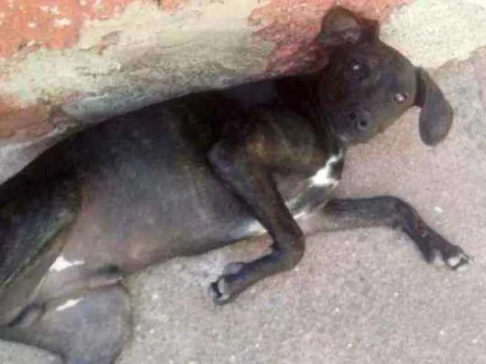 Cachorro ra a Vira lata idade 2 a 6 meses nome Nego