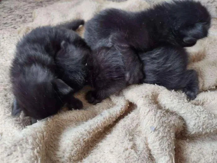 Gato raça SRD-ViraLata idade Abaixo de 2 meses nome Sem nome