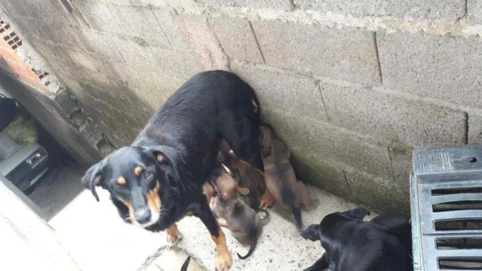 Cachorro ra a RND idade 6 ou mais anos nome Shitarra