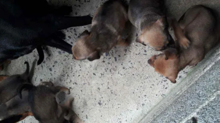 Cachorro ra a RND idade 6 ou mais anos nome Shitarra