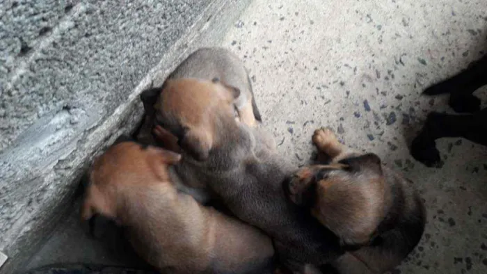 Cachorro ra a RND idade 6 ou mais anos nome Shitarra