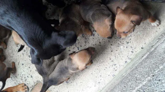 Cachorro ra a RND idade 6 ou mais anos nome Shitarra