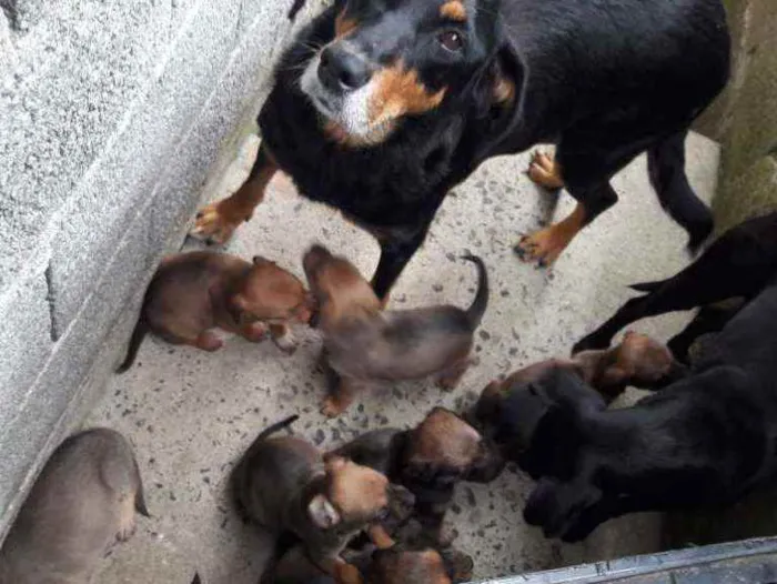 Cachorro ra a RND idade 6 ou mais anos nome Shitarra