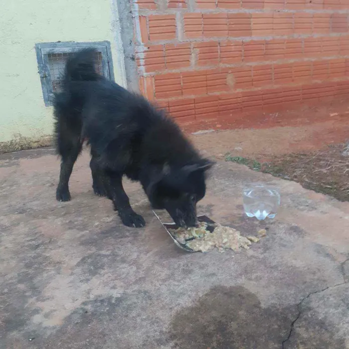 Cachorro ra a Chow chow idade 1 ano nome Não sei 