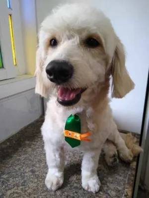 Cachorro raça SRD-ViraLata idade 7 a 11 meses nome Pascal