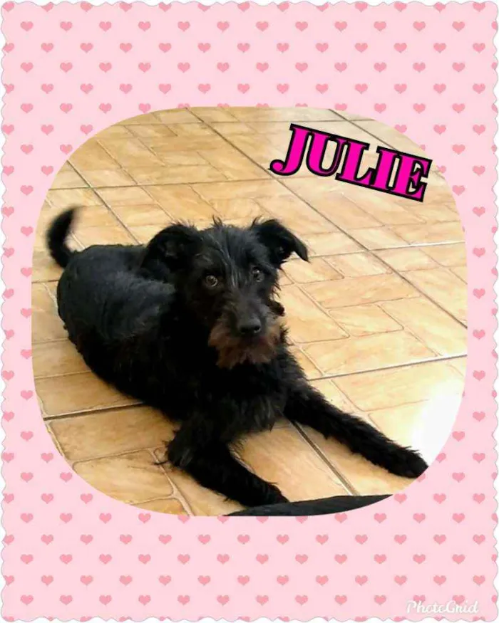 Cachorro raça Srd idade 1 ano nome Julie