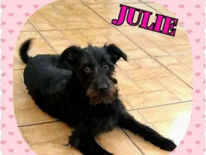 Cachorro raça Srd idade 1 ano nome Julie