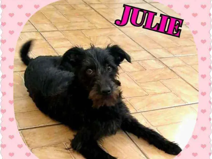 Cachorro raça Srd idade 1 ano nome Julie