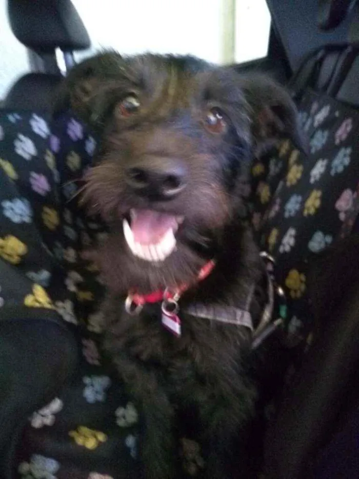 Cachorro raça Srd idade 1 ano nome Julie