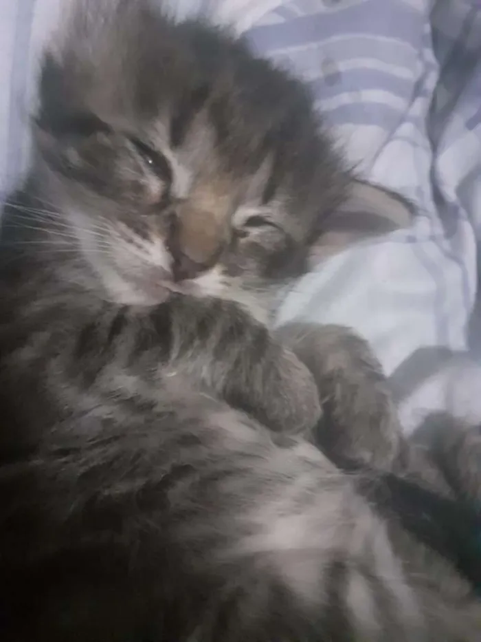 Gato ra a  idade Abaixo de 2 meses nome Miu