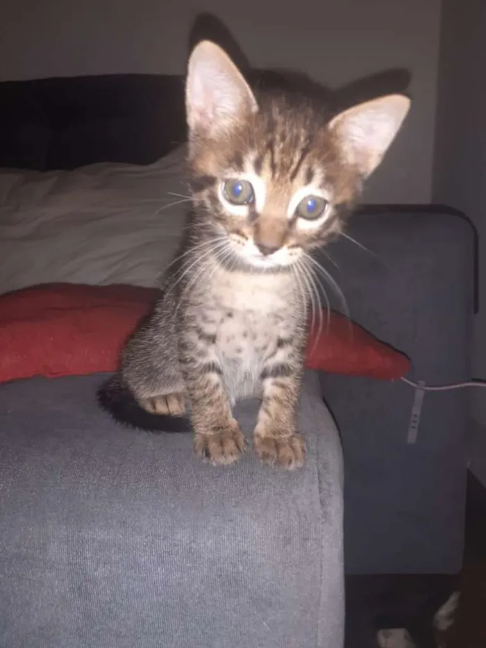 Gato ra a  idade Abaixo de 2 meses nome Miu