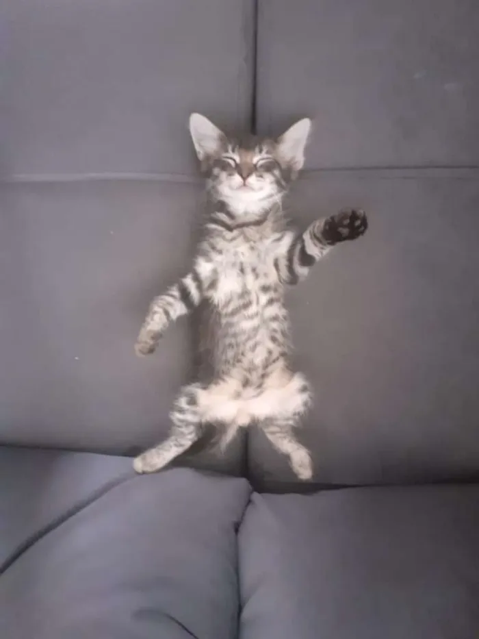 Gato ra a  idade Abaixo de 2 meses nome Miu