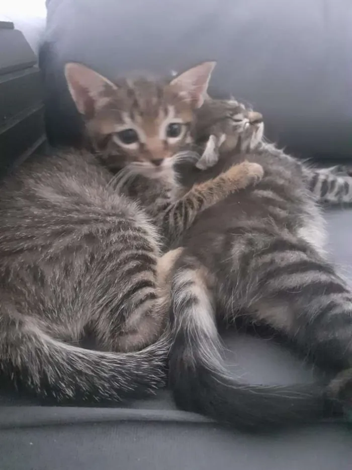 Gato ra a  idade Abaixo de 2 meses nome Miu