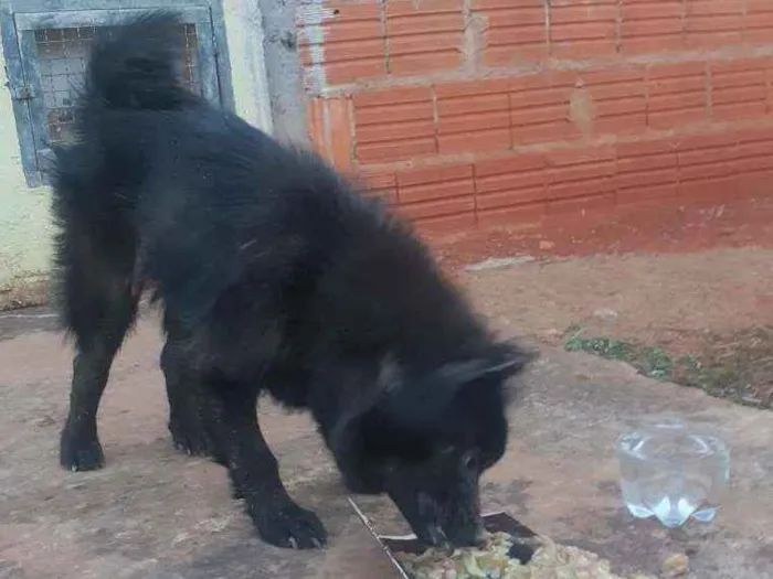 Cachorro ra a Chow chow idade 1 ano nome Não sei 