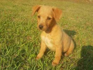 Cachorro raça Vira-Lata idade Abaixo de 2 meses nome BELO