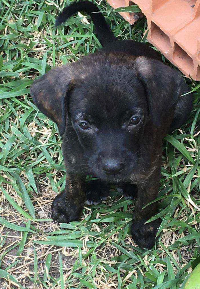 Cachorro ra a  idade Abaixo de 2 meses nome Caramelo pra Adoção 