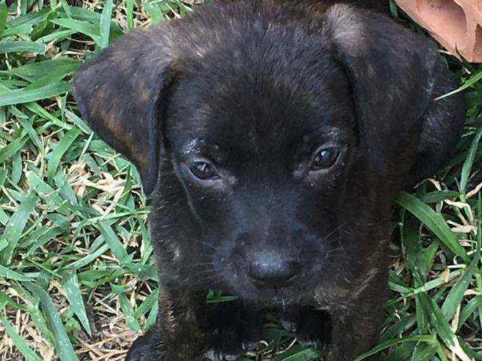 Cachorro ra a  idade Abaixo de 2 meses nome Caramelo pra Adoção 