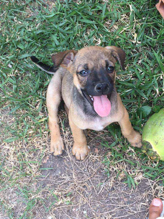Cachorro ra a  idade Abaixo de 2 meses nome Caramelo pra Adoção 