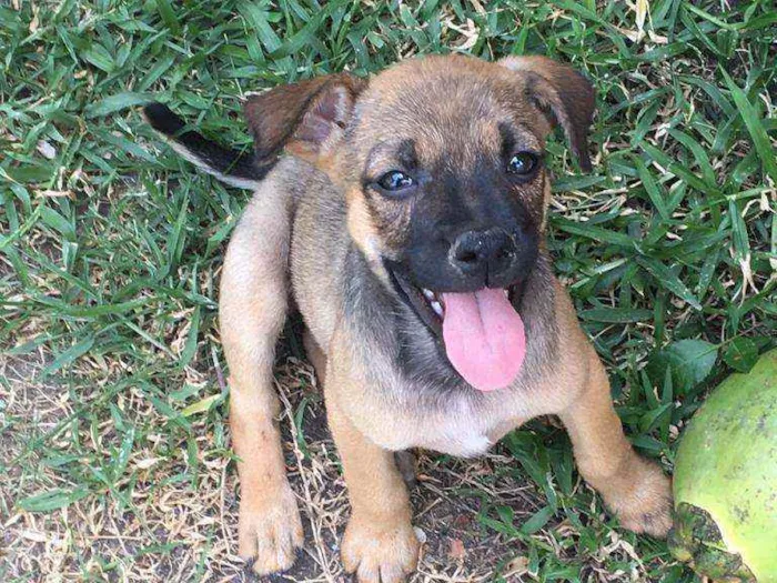 Cachorro ra a  idade Abaixo de 2 meses nome Caramelo pra Adoção 