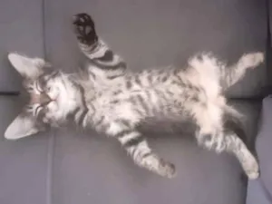 Gato raça  idade Abaixo de 2 meses nome Miu