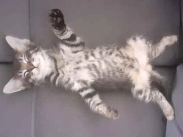 Gato ra a  idade Abaixo de 2 meses nome Miu