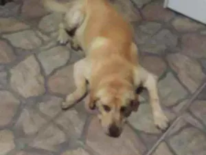 Cachorro raça Labrador idade 1 ano nome Betovy 