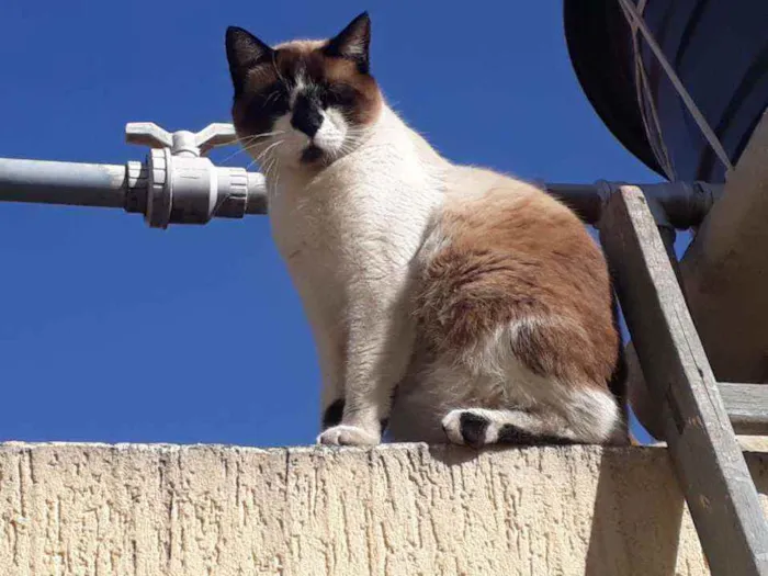 Gato ra a Mestiço de Siamês idade 2 anos nome XATRAN