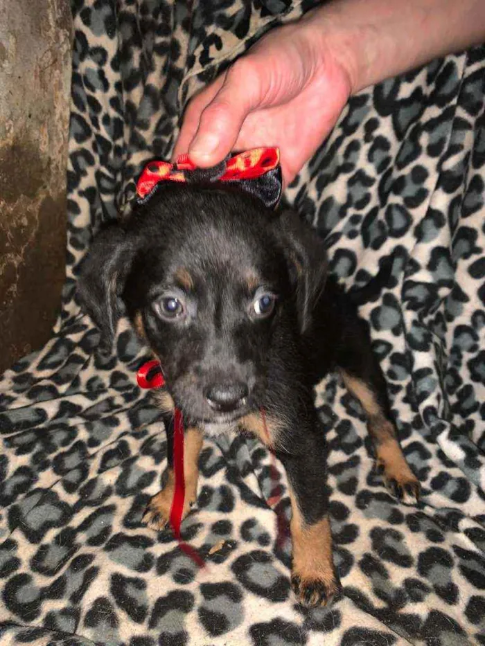Cachorro ra a SRD idade 2 a 6 meses nome Tica