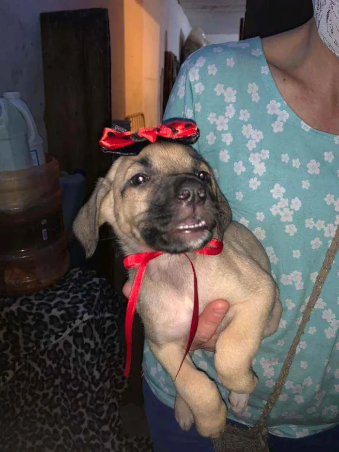 Cachorro ra a SRD idade 2 a 6 meses nome Teca