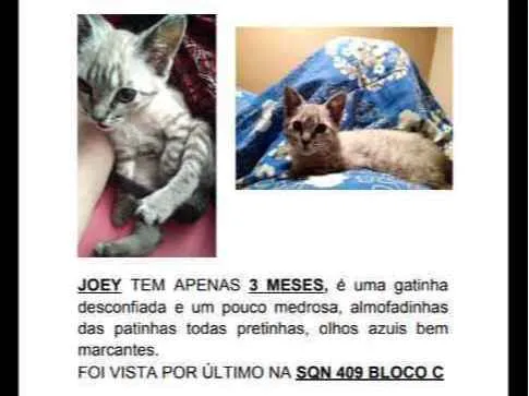 Gato ra a SRD idade 2 a 6 meses nome Joey