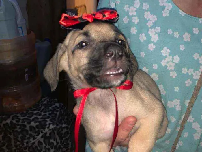 Cachorro ra a SRD idade 2 a 6 meses nome Teca