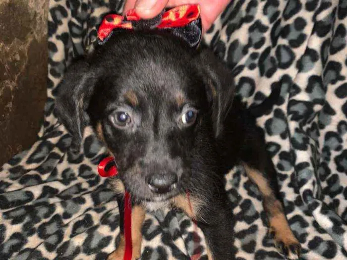 Cachorro ra a SRD idade 2 a 6 meses nome Tica