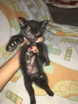 Pandora 