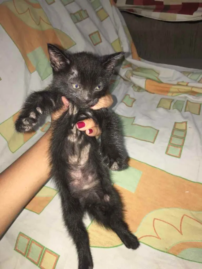 Gato raça  idade Abaixo de 2 meses nome Pandora 
