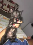 Pandora 