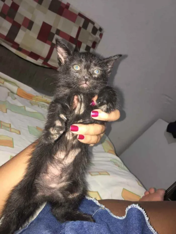Gato raça  idade Abaixo de 2 meses nome Pandora 