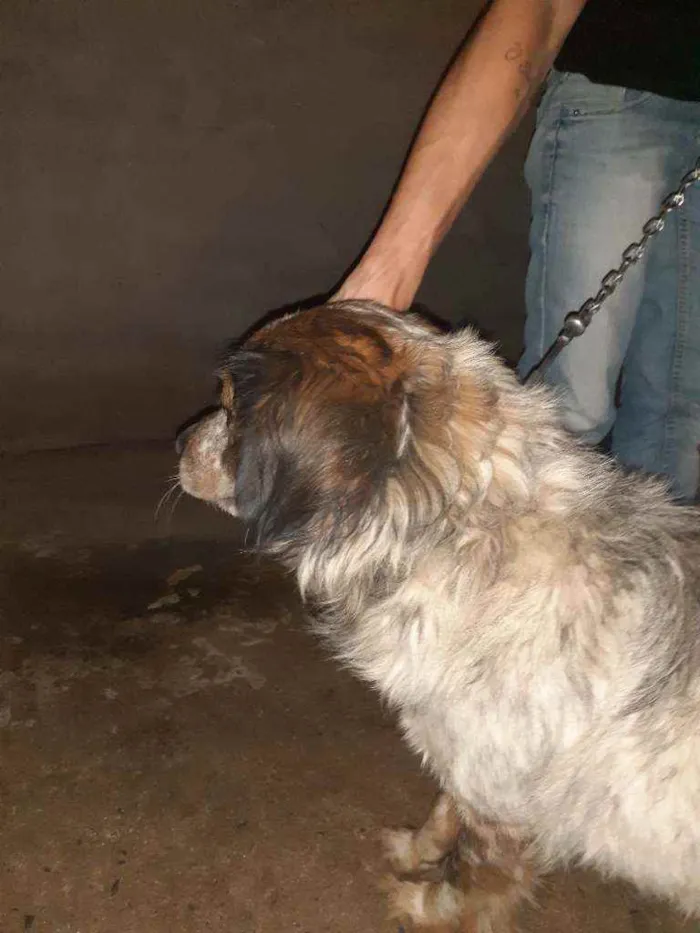Cachorro ra a Não definida idade 6 ou mais anos nome Marley