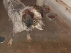 Cachorro raça Não definida idade 6 ou mais anos nome Marley
