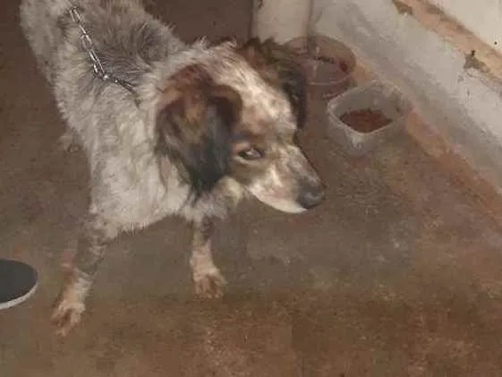 Cachorro ra a Não definida idade 6 ou mais anos nome Marley