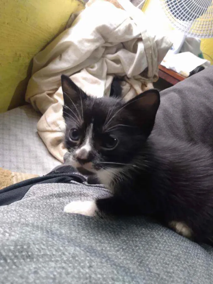 Gato ra a Nenhuma idade Abaixo de 2 meses nome Sem nome