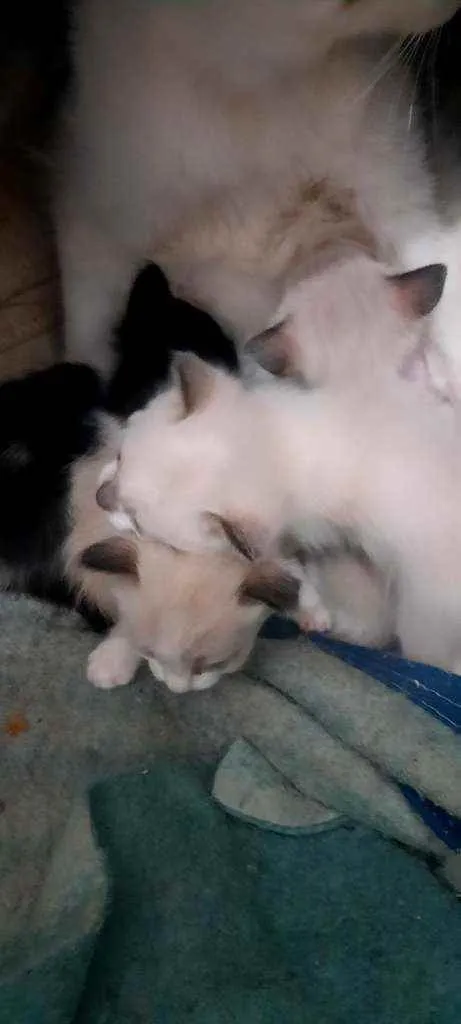 Gato ra a não sabemos  idade Abaixo de 2 meses nome Não tem 