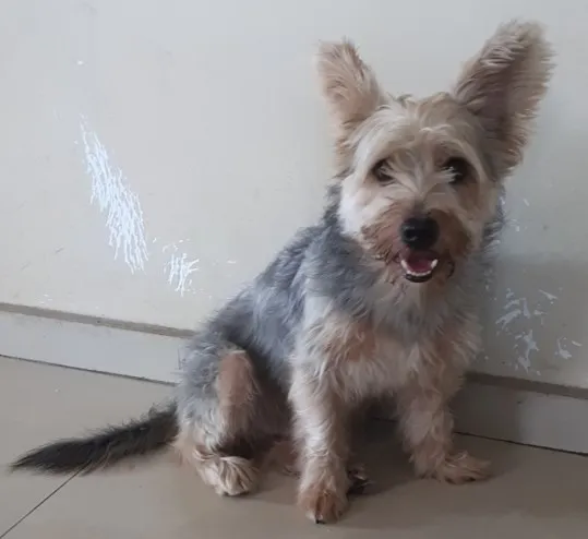 Cachorro raça Yorkshire idade 6 ou mais anos nome Theo