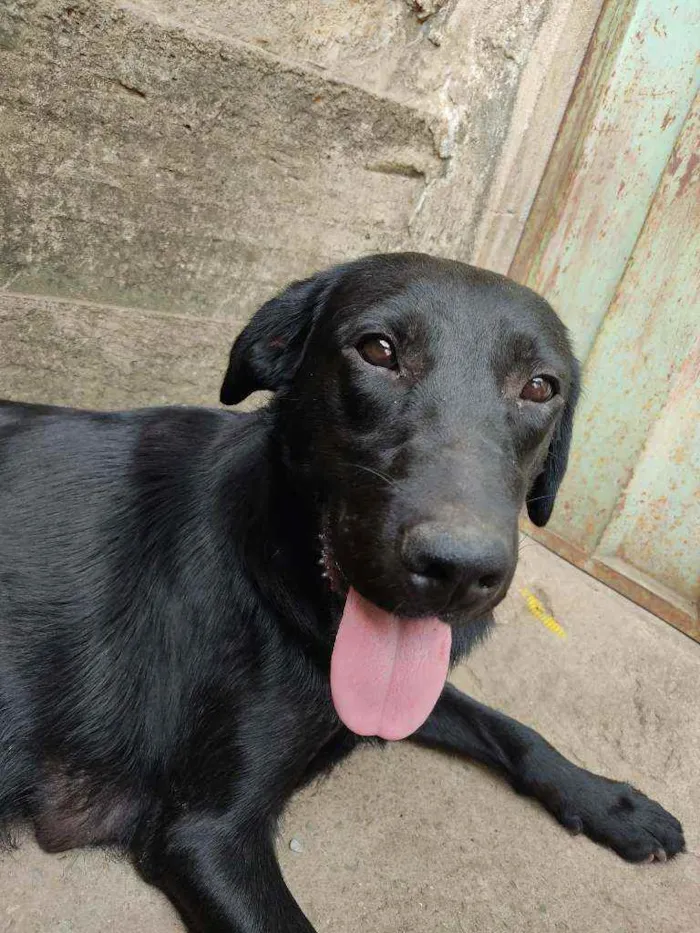 Cachorro ra a Labrador misturado com vira la idade 1 ano nome Paloma