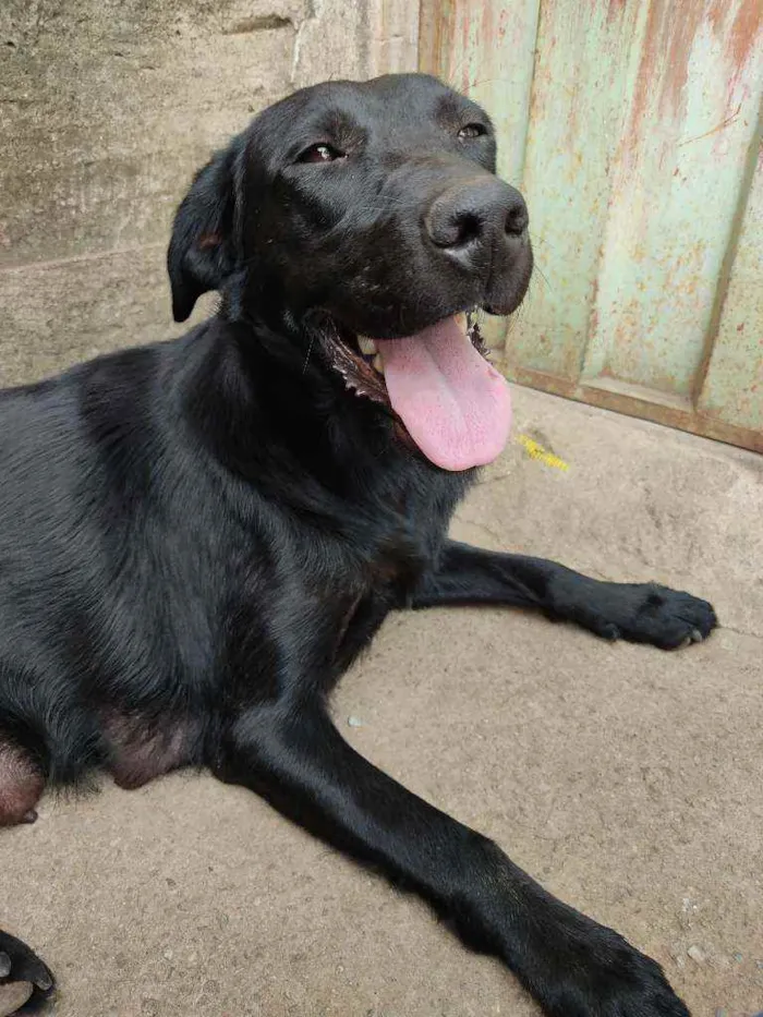 Cachorro ra a Labrador misturado com vira la idade 1 ano nome Paloma