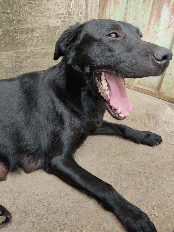 Cachorro ra a Labrador misturado com vira la idade 1 ano nome Paloma