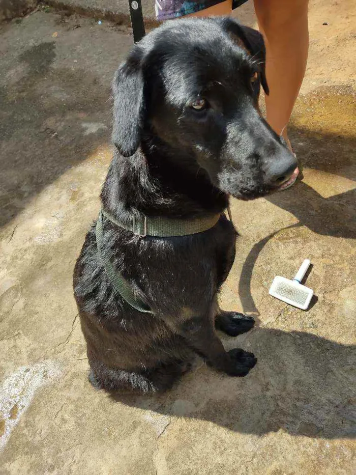 Cachorro ra a Labrador misturado com vira la idade 1 ano nome Paloma