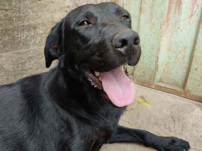 Cachorro ra a Labrador misturado com vira la idade 1 ano nome Paloma