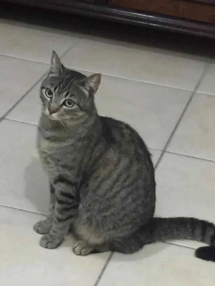 Gato ra a  idade 7 a 11 meses nome Não sei 