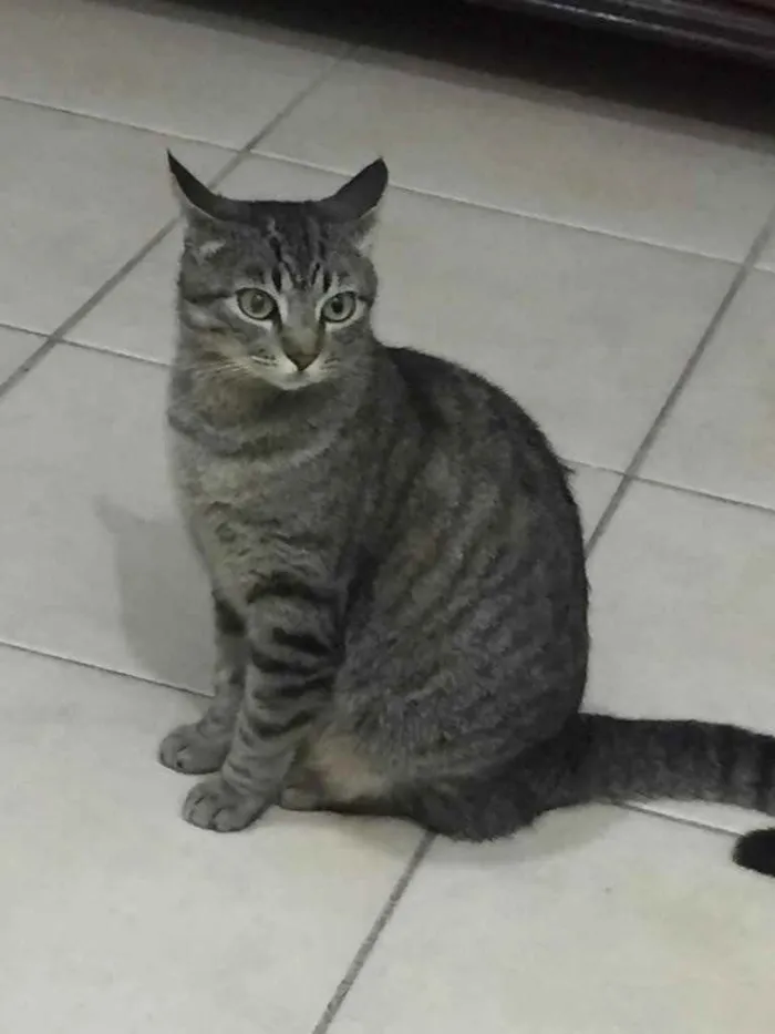 Gato ra a  idade 1 ano nome Nao sei 